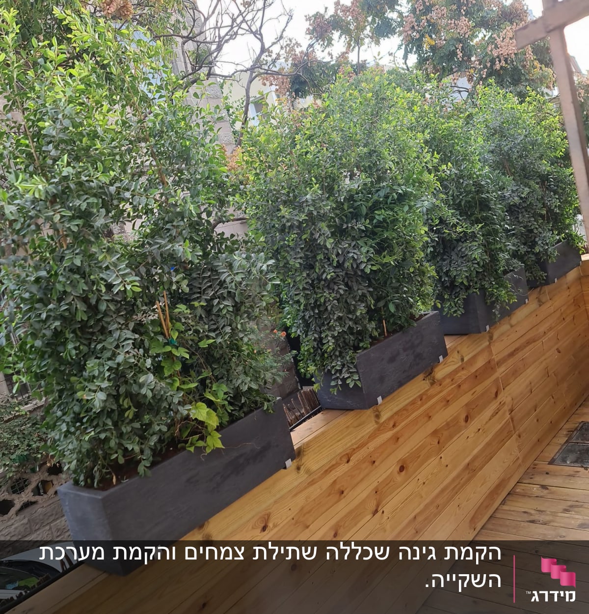 עציצים עם שיחים ירוקים על גדר עץ